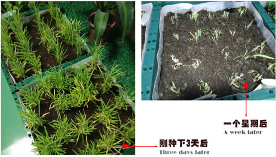 自然光照明系统下的空心菜 自然光照明系统下的空心菜