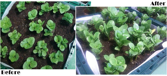 在自然光照明系统下 耳朵菜越长越好 在自然光照明系统下 耳朵菜越长越好